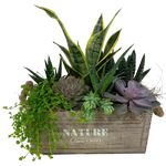 Succulent Nature Box