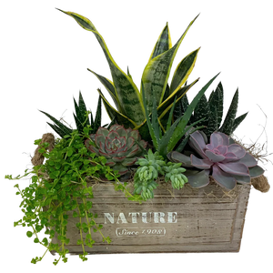 
            
                Load image into Gallery viewer, Succulent Nature Box
            
        