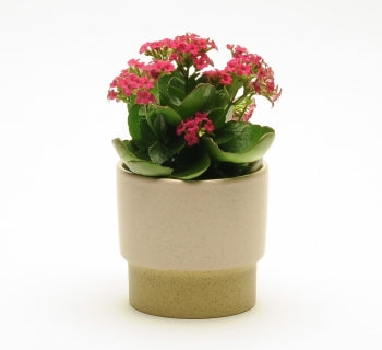 MED BLUSH PINK POT