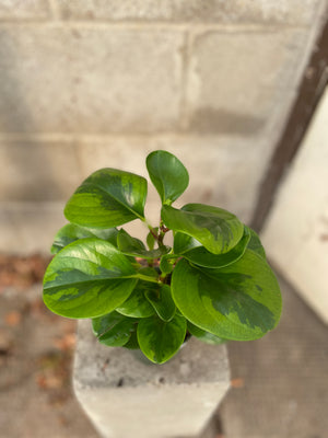 4" Peperomia - Wilder & Rain Flowers - Kincardine's florist