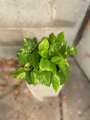 6" Golden Pothos - Wilder & Rain Flowers - Kincardine's florist