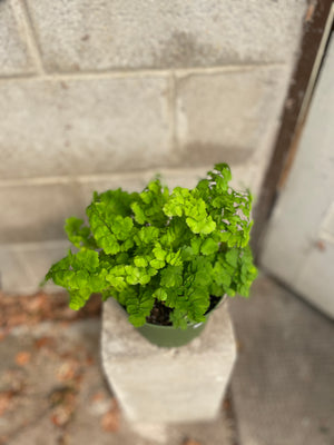 6" Ferns- assorted - Wilder & Rain Flowers - Kincardine's florist