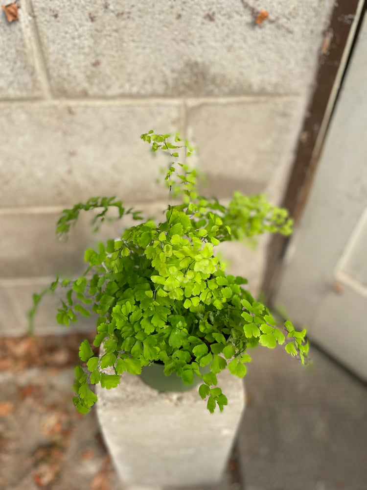 6" Ferns- assorted - Wilder & Rain Flowers - Kincardine's florist