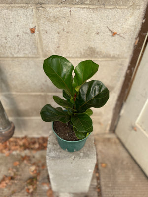 6" Ficus lyrata bambino - Wilder & Rain Flowers - Kincardine's florist