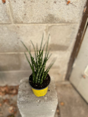 Sansevieria fernwood mikado - Wilder & Rain Flowers - Kincardine's florist