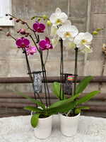 5" double spike Orchid - Wilder & Rain Flowers - Kincardine's florist