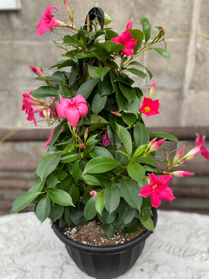 Mandevilla hanging basket - Wilder & Rain Flowers - Kincardine's florist