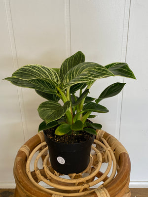 
            
                Load image into Gallery viewer, 5&amp;quot; Philodendron Birkin - Wilder &amp;amp; Rain Flowers - Kincardine&amp;#39;s florist
            
        