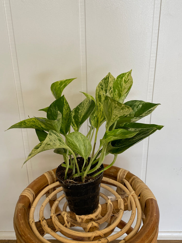 
            
                Load image into Gallery viewer, 3.5&amp;quot; Marble Queen Pothos - Wilder &amp;amp; Rain Flowers - Kincardine&amp;#39;s florist
            
        
