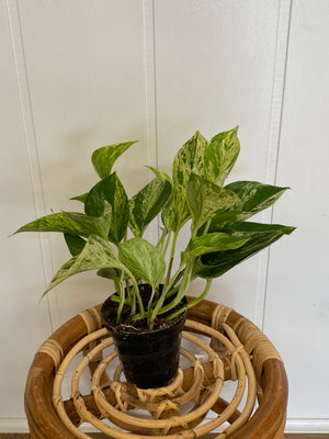 3.5" Marble Queen Pothos - Wilder & Rain Flowers - Kincardine's florist