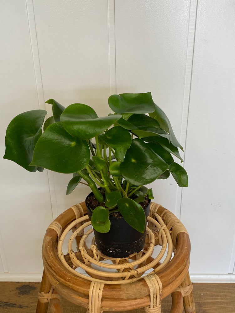 5" Peperomia Raindrop - Wilder & Rain Flowers - Kincardine's florist