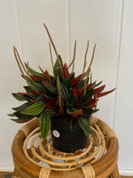 5" Peperomia Rosso - Wilder & Rain Flowers - Kincardine's florist