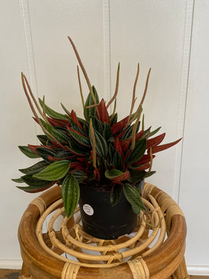 
            
                Load image into Gallery viewer, 5&amp;quot; Peperomia Rosso - Wilder &amp;amp; Rain Flowers - Kincardine&amp;#39;s florist
            
        