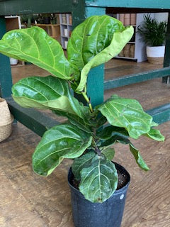 10" Ficus Lyrata bush- Fiddle leaf - Wilder & Rain Flowers - Kincardine's florist