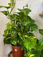6.7" Pothos on a trellis - Wilder & Rain Flowers - Kincardine's florist