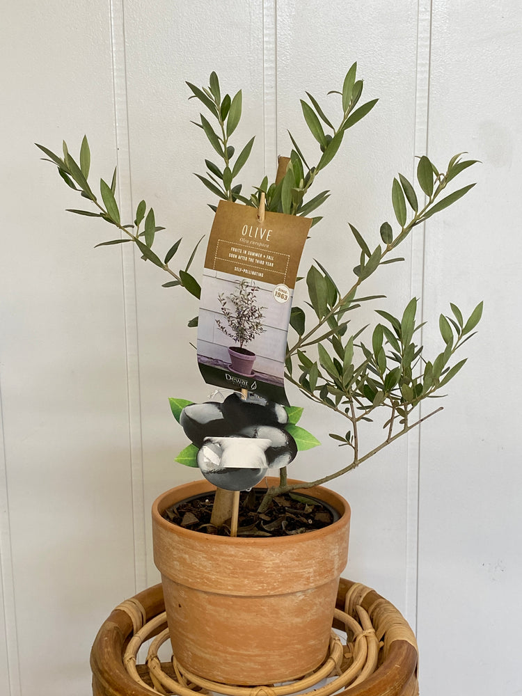 6" Olive Tree in clay pot - Wilder & Rain Flowers - Kincardine's florist