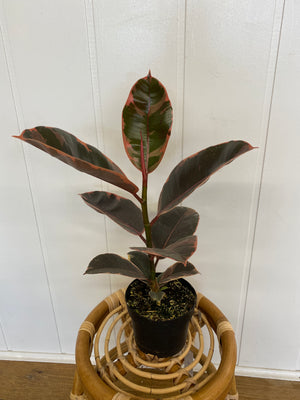 
            
                Load image into Gallery viewer, 5&amp;quot; Ficus Ruby - Wilder &amp;amp; Rain Flowers - Kincardine&amp;#39;s florist
            
        