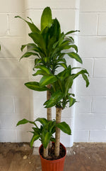 10" Dracaena Massangeana 3-2-1 - Wilder & Rain Flowers - Kincardine's florist