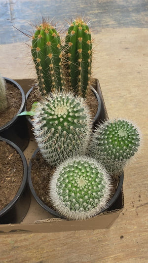 
            
                Load and play video in Gallery viewer, Cacti Trio - 3 Per Pot
            
        