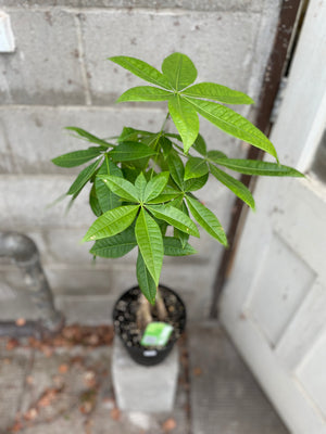 8" Money tree - Wilder & Rain Flowers - Kincardine's florist