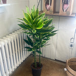 Dracaena Golden Coast