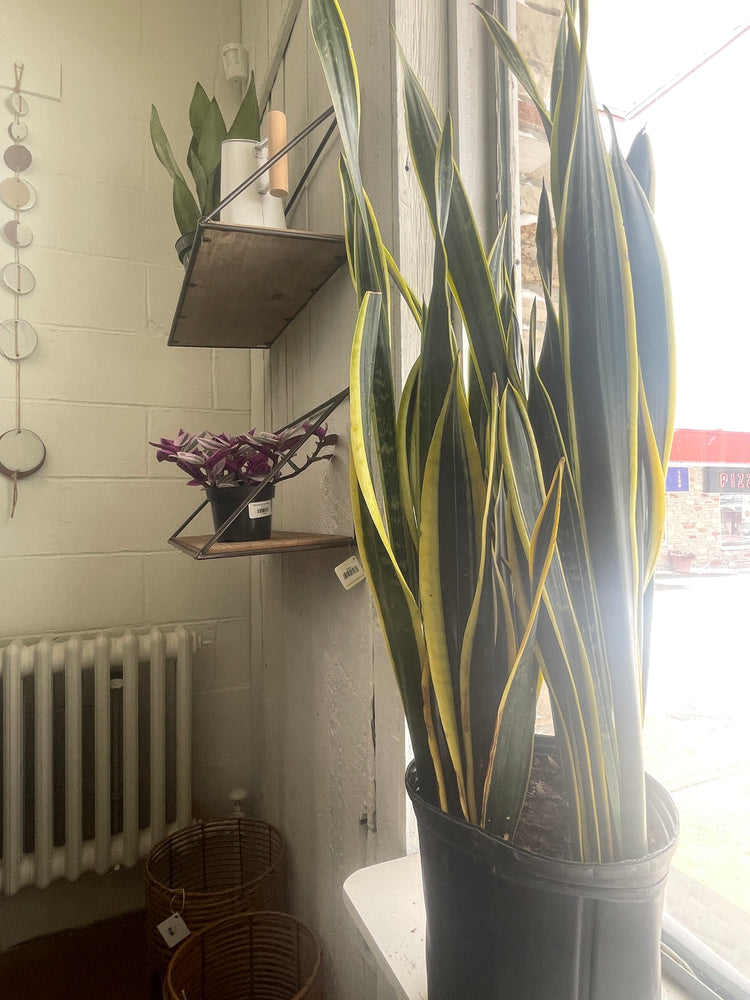 Sansevieria Snake plant - Wilder & Rain Flowers - Kincardine's florist