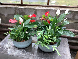 Mixed dish garden in ceramic pot - Wilder & Rain Flowers - Kincardine's florist