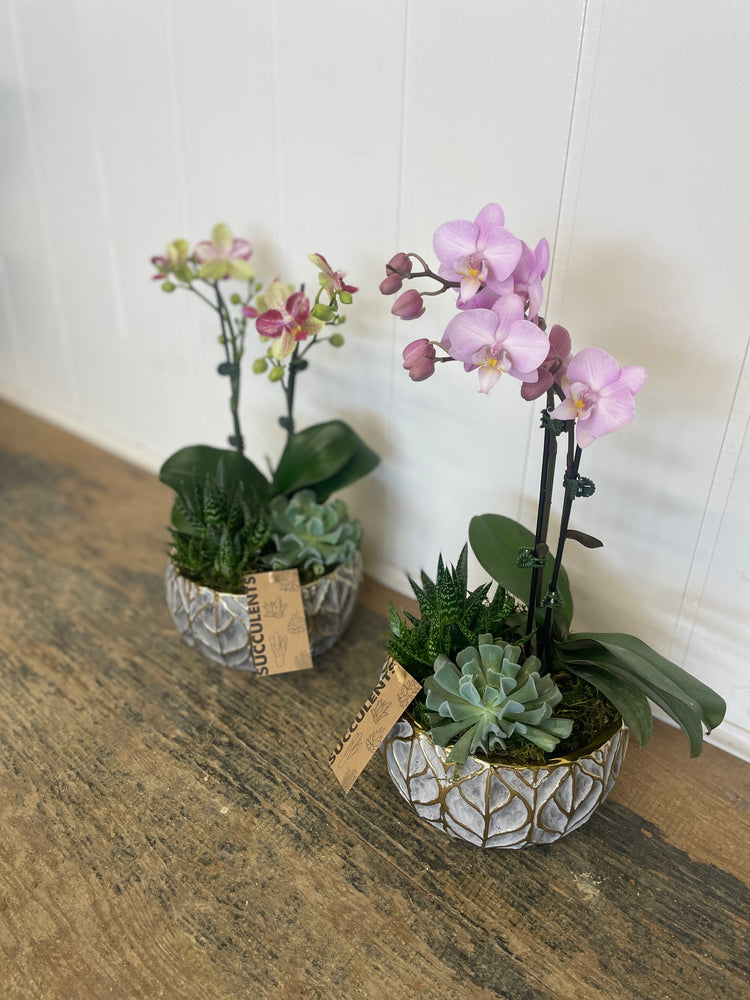 
            
                Load image into Gallery viewer, Orchid Succulent Planter
            
        