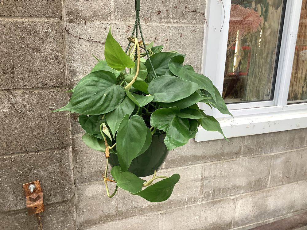 Philodendron Green