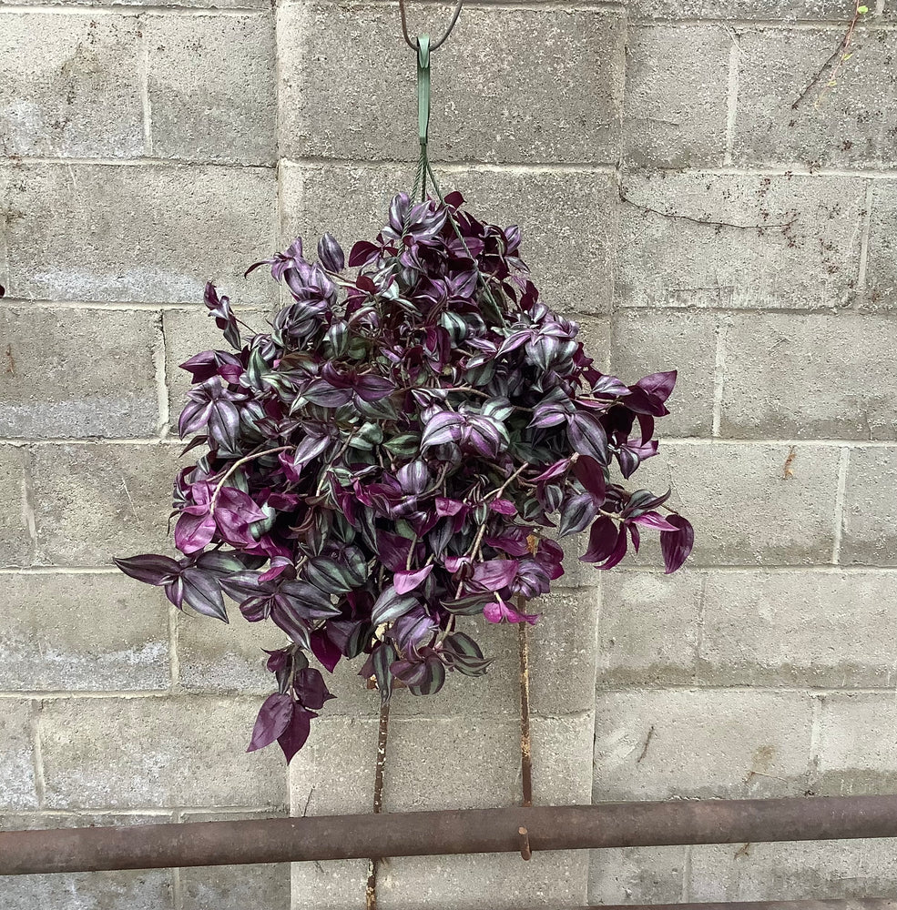 Wandering Jew Purple