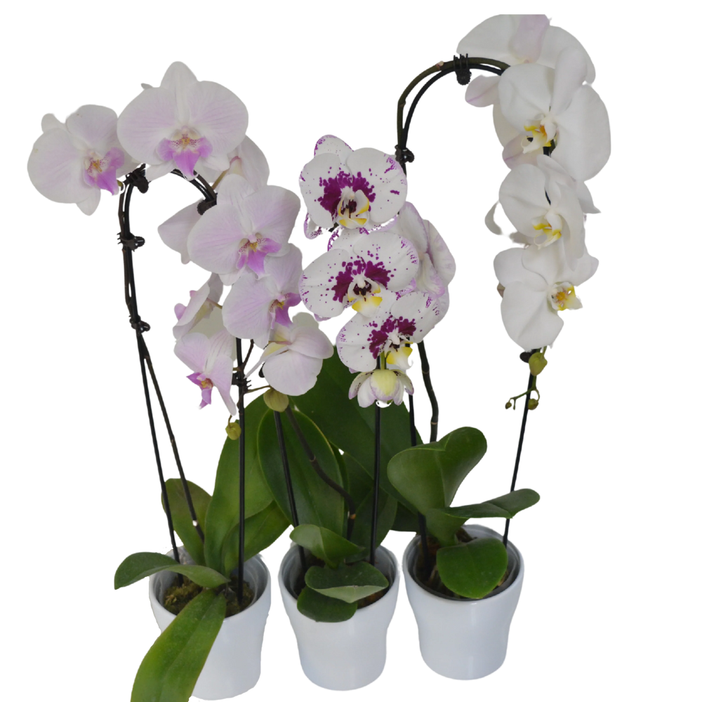 Cascading Single Spike Orchid in Ceramic Dish - Wilder & Rain Flowers - Kincardine's florist