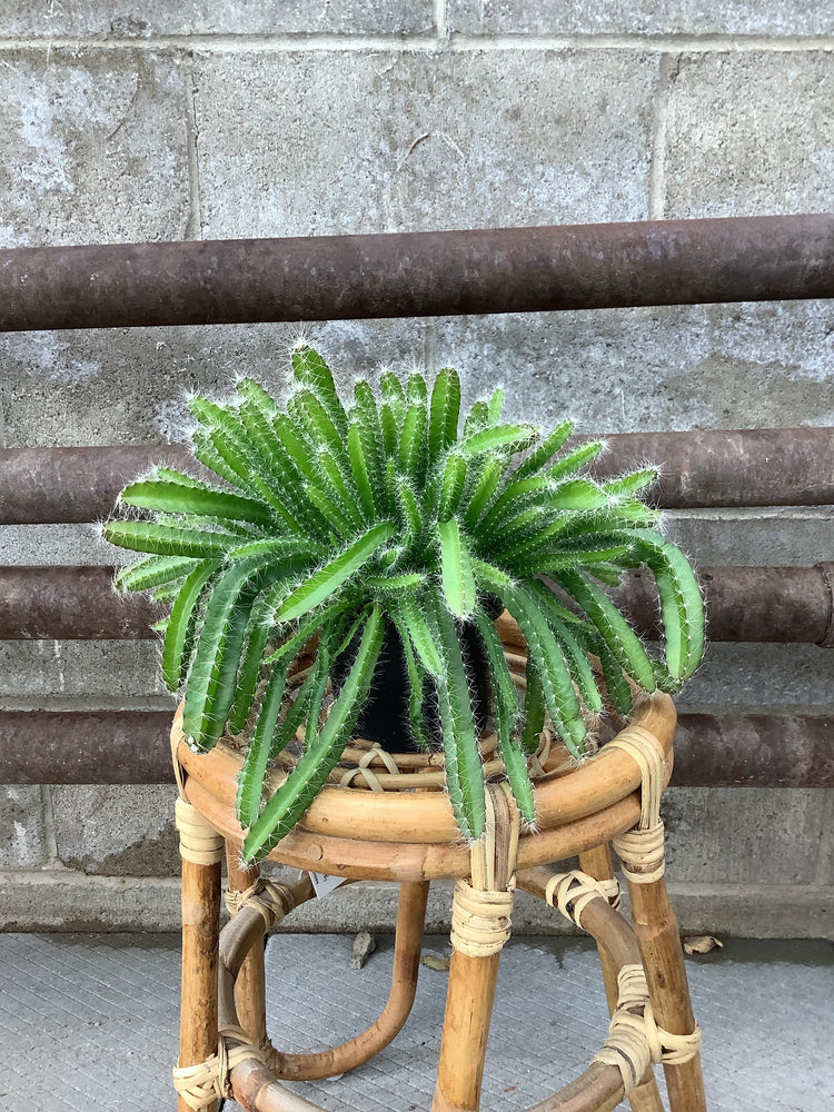 5” Dragon fruit