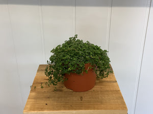 Pilea Depressa Sao Paulo - Wilder & Rain Flowers - Kincardine's florist