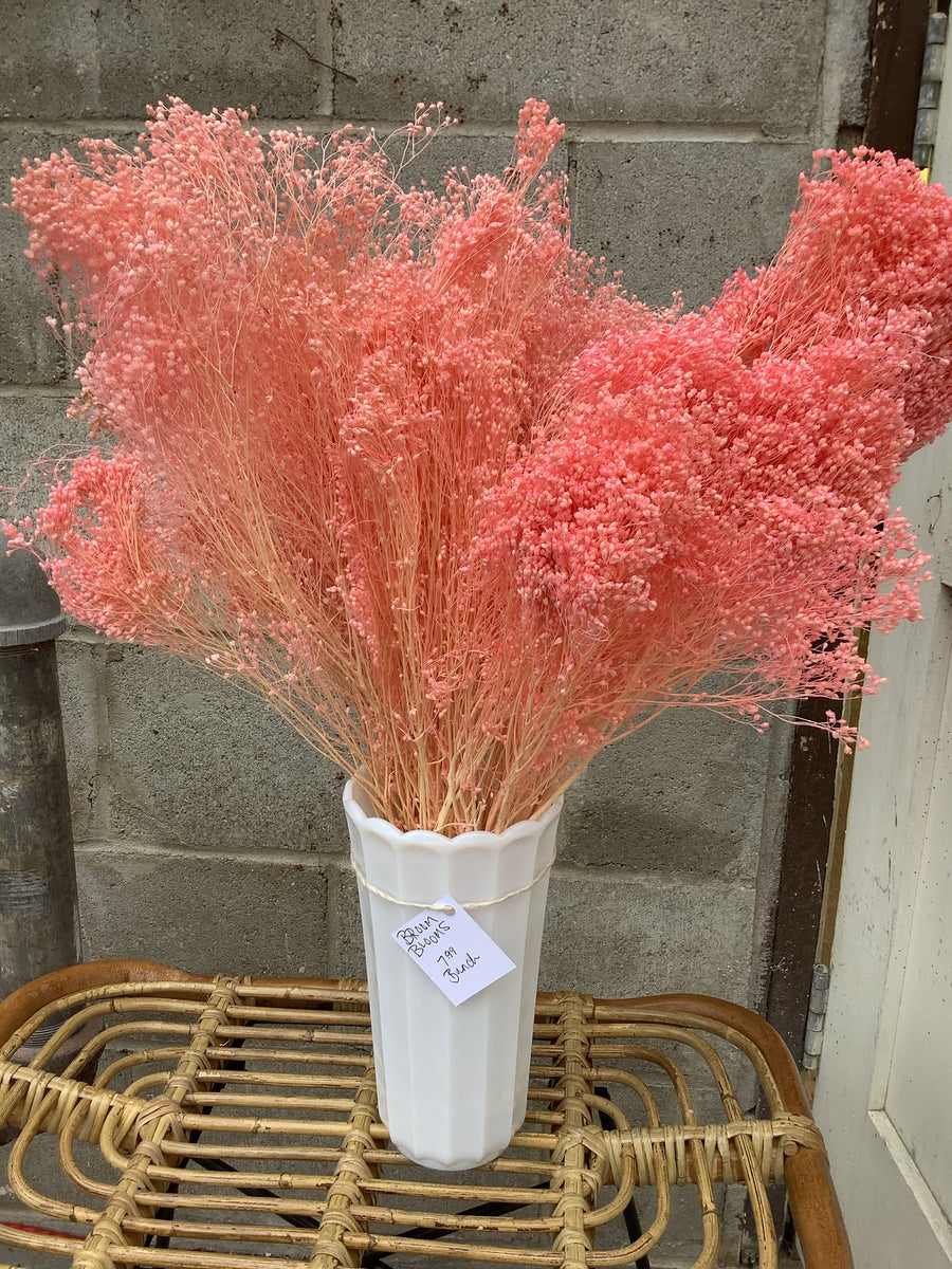 Broom Blooms Wilder & Rain Flowers