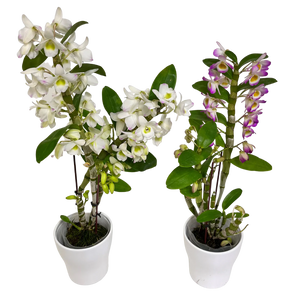Cascading Single Spike Orchid in Ceramic Dish - Wilder & Rain Flowers - Kincardine's florist