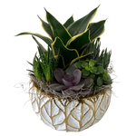 Succulent Planter