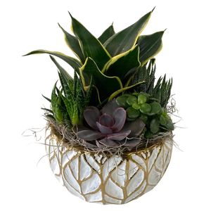 Succulent Planter