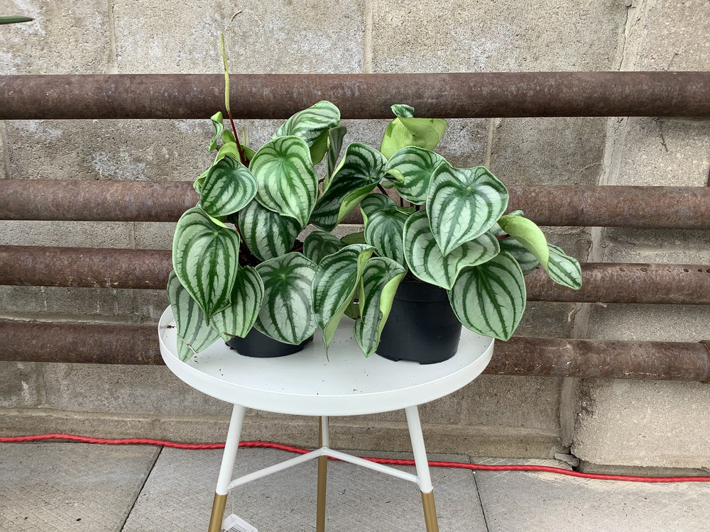 
            
                Load image into Gallery viewer, Peperomia Watermelon
            
        