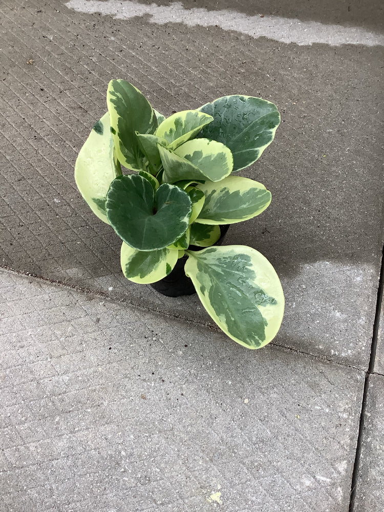 4" Peperomia assorted - Wilder & Rain Flowers - Kincardine's florist