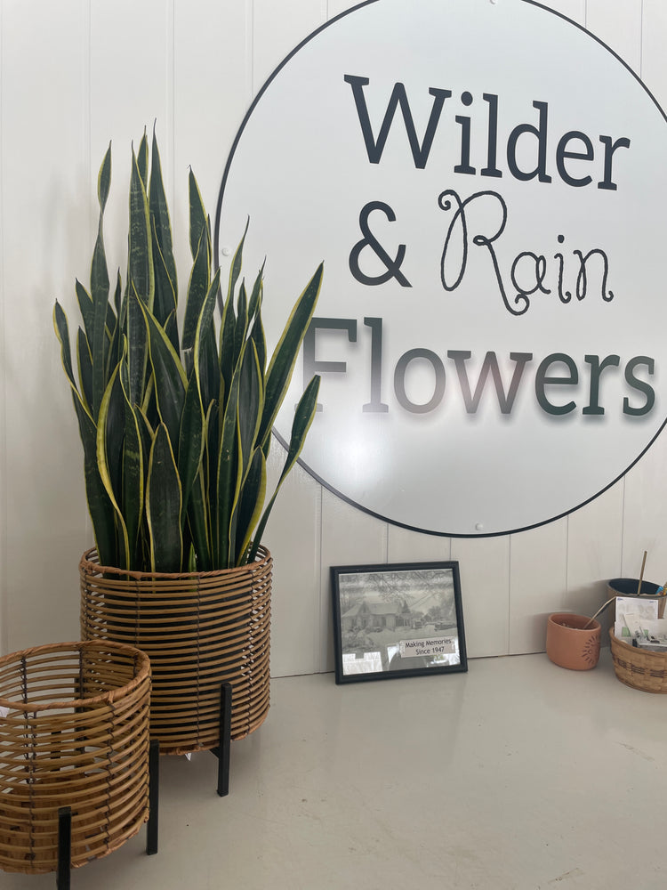
            
                Load image into Gallery viewer, Sansevieria Snake plant - Wilder &amp;amp; Rain Flowers - Kincardine&amp;#39;s florist
            
        