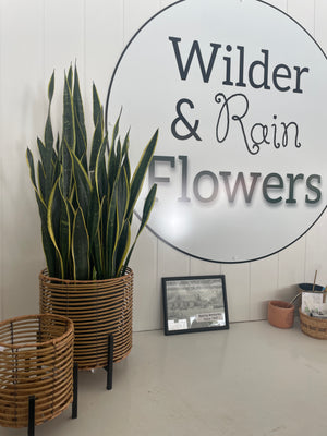 Sansevieria Snake plant - Wilder & Rain Flowers - Kincardine's florist