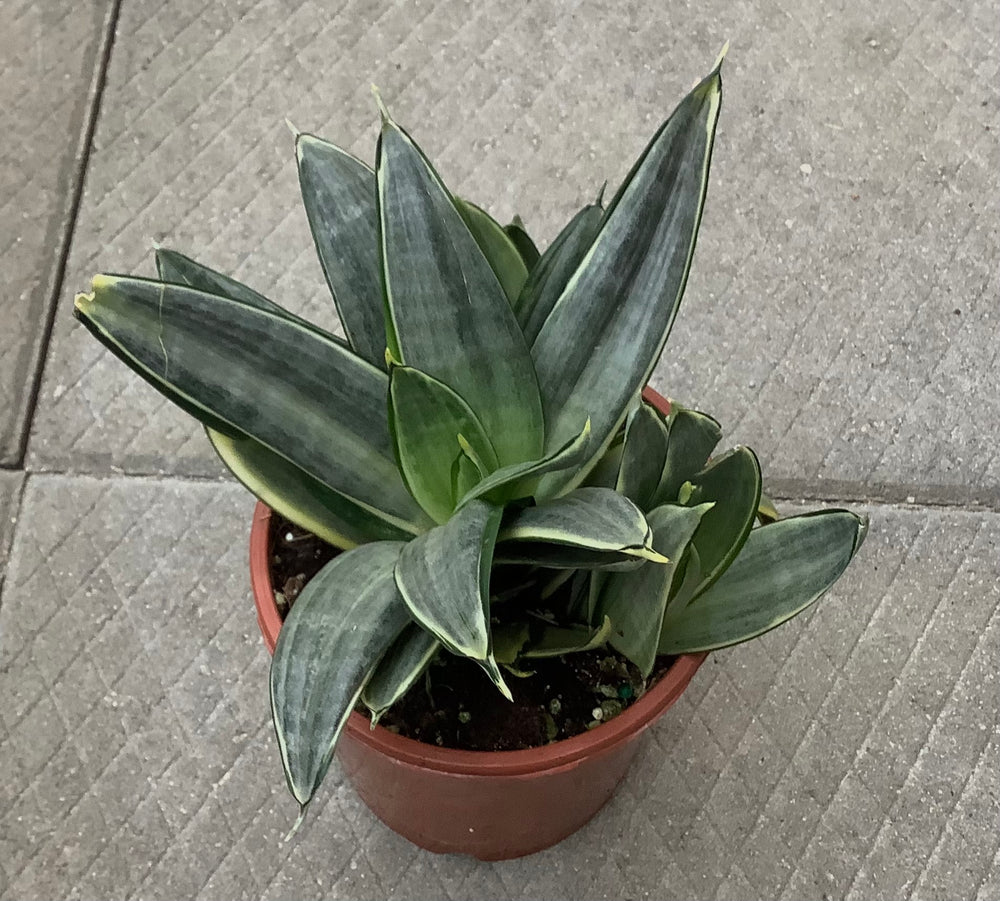 Sansevieria Silver Frost 5”