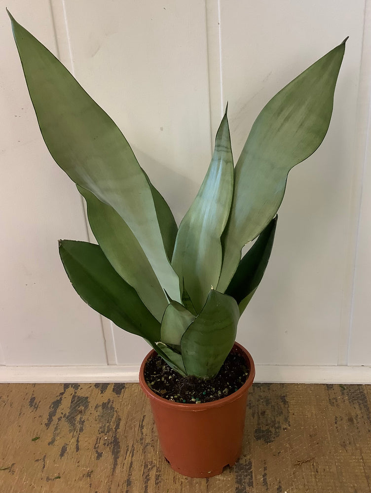 Sansevieria Moonshine