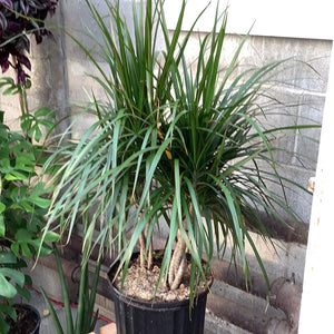 Dracaena Marginata Braid