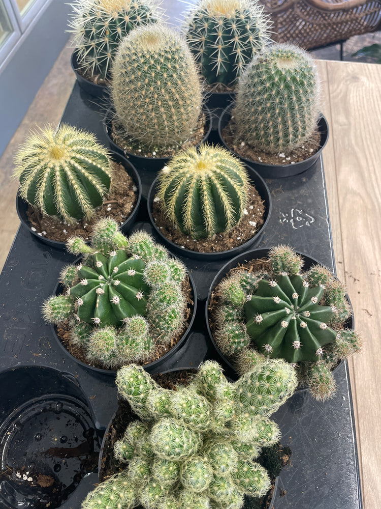 Cacti Assorted