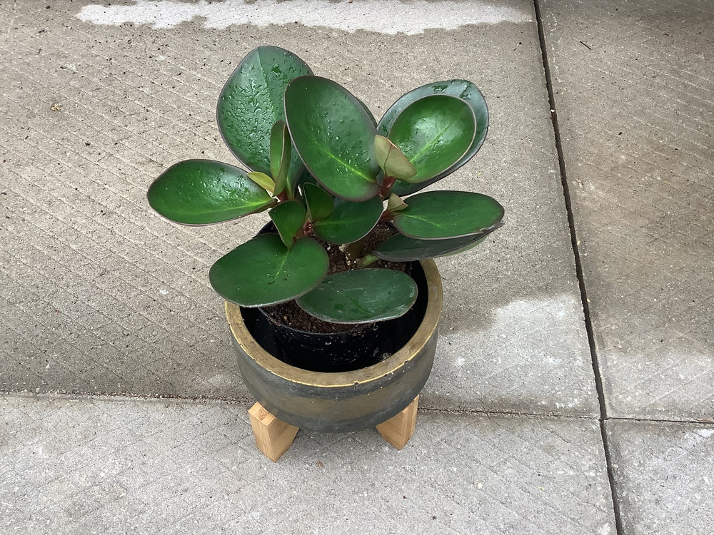 4" Peperomia assorted - Wilder & Rain Flowers - Kincardine's florist