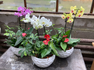 Mixed dish garden in ceramic pot - Wilder & Rain Flowers - Kincardine's florist