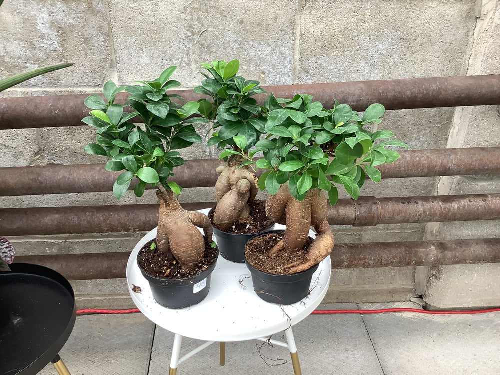 Bonsai Ficus Ginseng - Wilder & Rain Flowers - Kincardine's florist