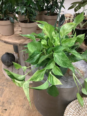 
            
                Load image into Gallery viewer, Marble Queen Pothos - Wilder &amp;amp; Rain Flowers - Kincardine&amp;#39;s florist
            
        