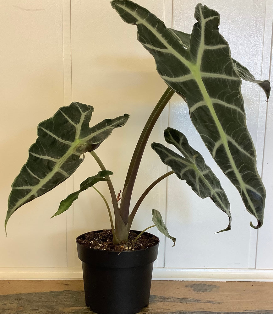 
            
                Load image into Gallery viewer, Alocasia Polly - Wilder &amp;amp; Rain Flowers - Kincardine&amp;#39;s florist
            
        
